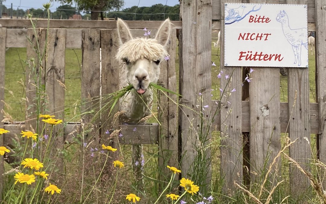 Deine Yoga Auszeit bei den Alpakas